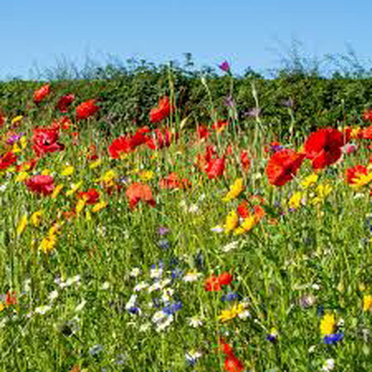 Perennial Wildflower Seed Mix for Planting  Heirloom, Non-GMO, Easy to Grow, Pollinator-Friendly