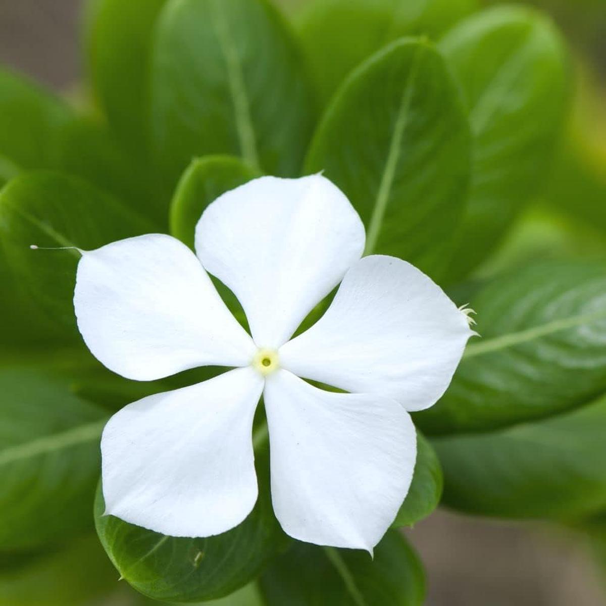 Periwinkle Flower Seeds for Planting  Heirloom, Non-GMO, Hardy Variety Organic Garden Seeds