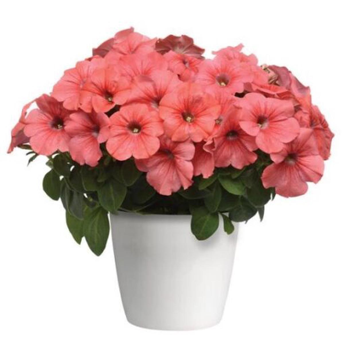 Petunia Tritunia Salmon Imported  Heirloom, Non-GMO, High Germination Organic Garden Seeds
