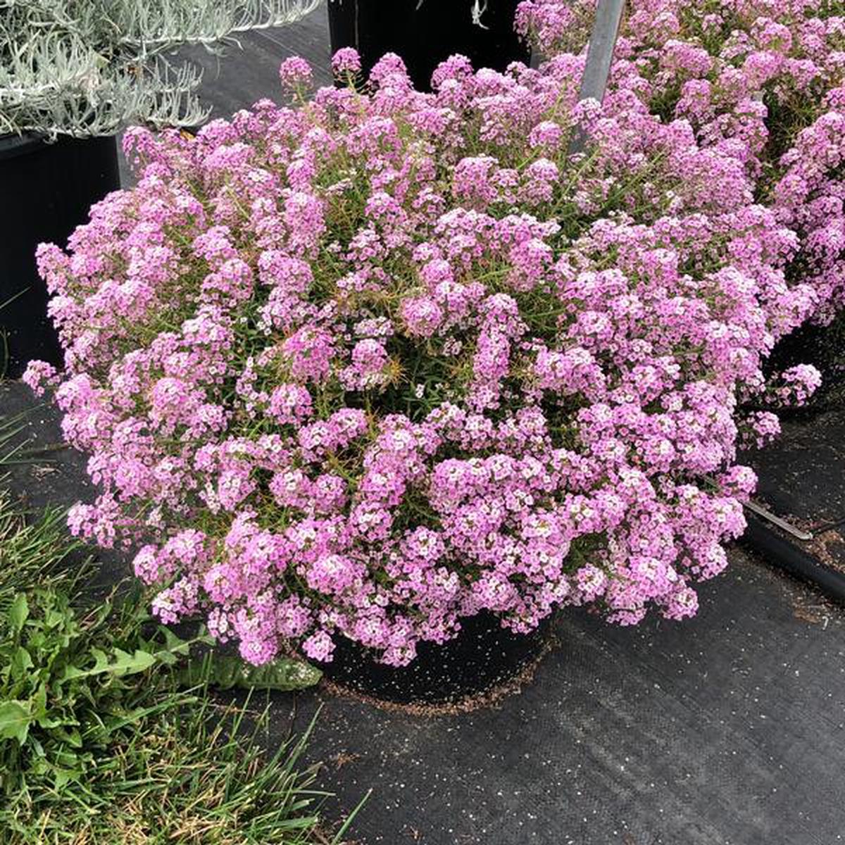 Pink Lobularia Flower seeds for Planting – Fragrant Blossoms, Heirloom & GMO Free Seeds for Home Garden