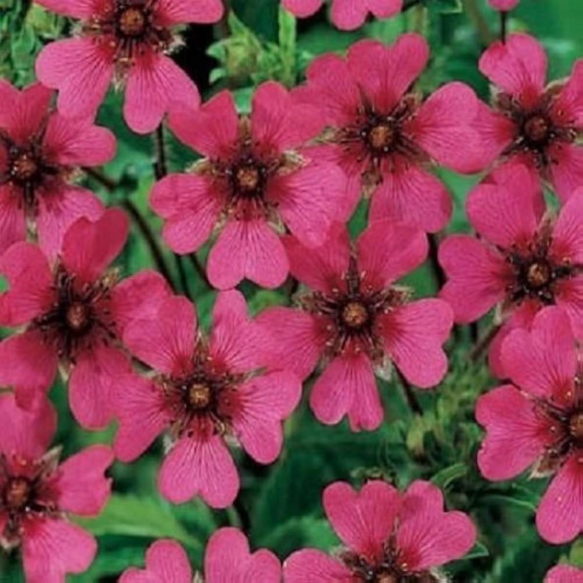 Pink Potentilla Nepalensis Flower seeds for Planting – Cut Flower Favorite, Heirloom & GMO Free Seeds for Home Garden