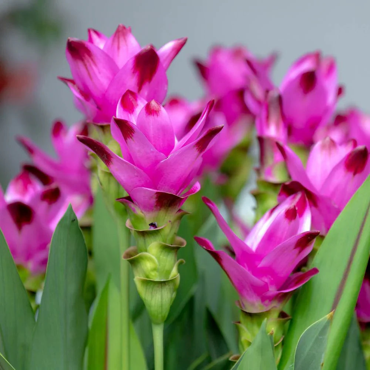 Pink Rhizoma Curcuma Flower Seeds for Planting Heirloom, Non-GMO, High Germination Garden Seeds