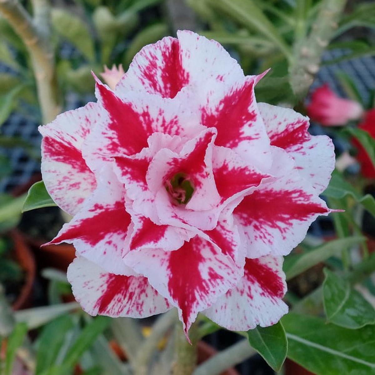 Pink White Adenium Obesum Flower seeds for Planting – Vibrant Colors, Heirloom & GMO Free Seeds for Home Garden