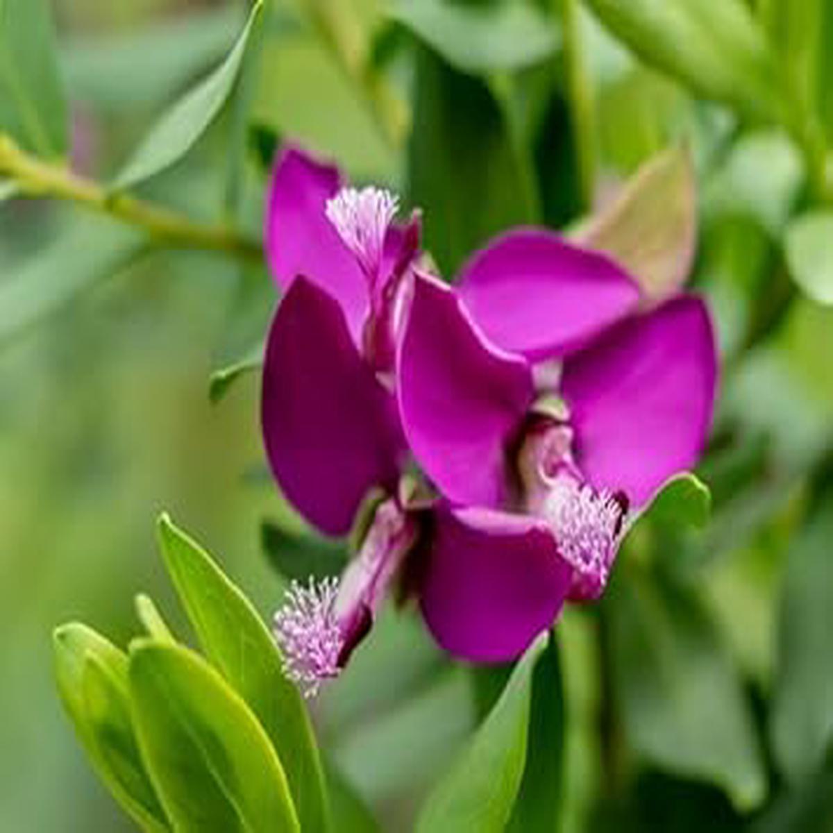 Polygala Myrtifolia Flower Seeds for Planting | Heirloom Non-GMO High Germination Organic Garden Seeds