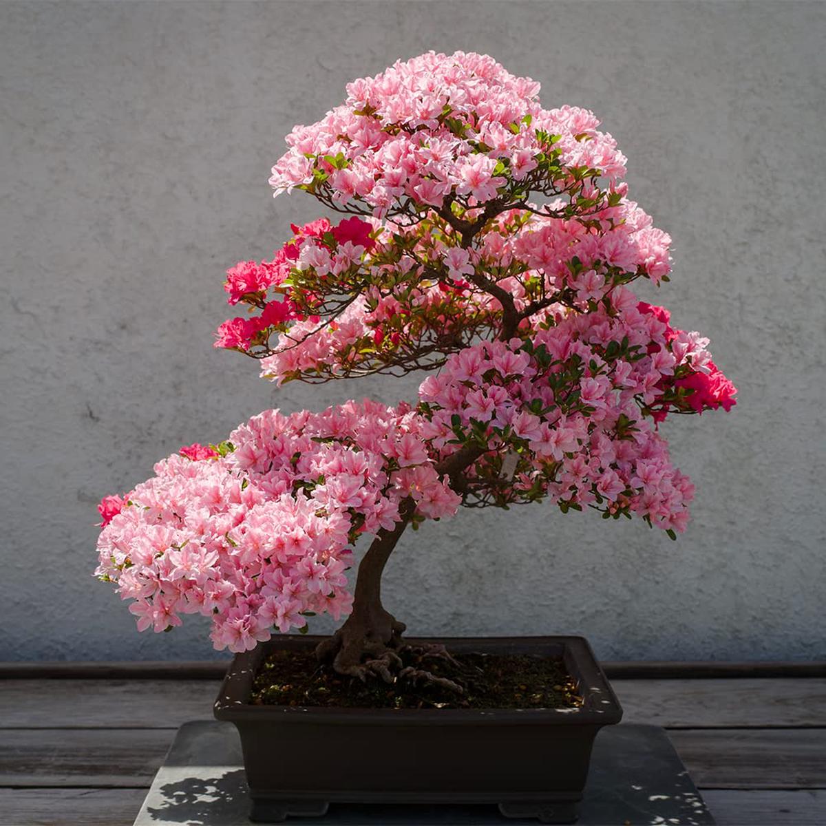 Rare Bonsai Hot Rose & Pink Azalea Seeds for Colorful Garden Blooms