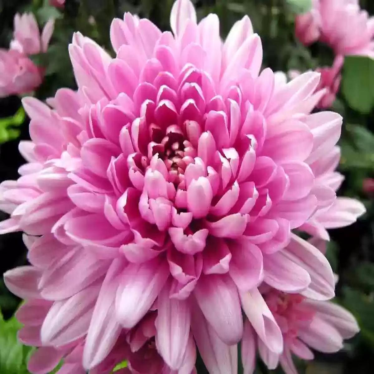 Rare Pink Chrysanthemum Flower seeds for Planting – Drought Tolerant, Heirloom & GMO Free Seeds for Home Garden