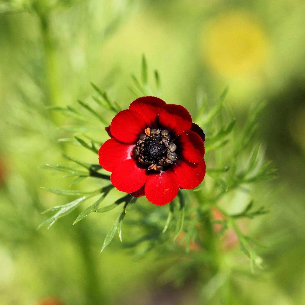 Red Adonis Aestiva Seeds for Striking Red Flowers