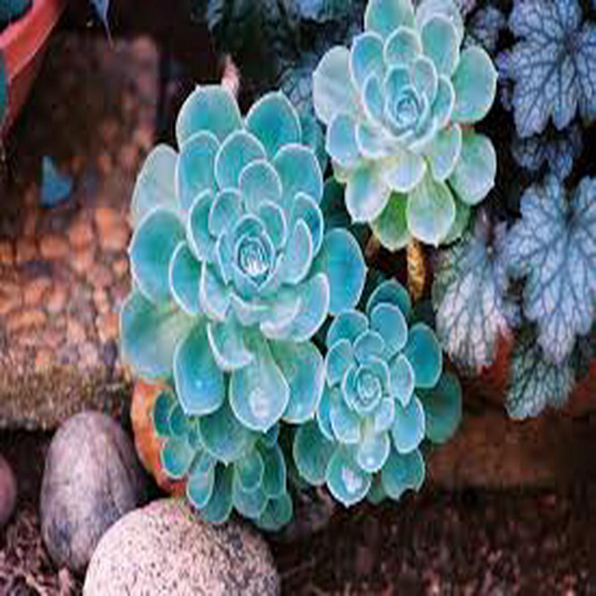 Sky Blue Echeveria Purpusorum Plant Seeds for Planting | Heirloom Non-GMO High Germination Succulent Seeds