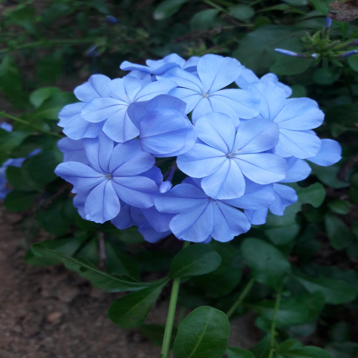 Sky Blue Vinca Flower Seeds for Planting Heirloom, Non-GMO, High Germination Organic Garden Seeds