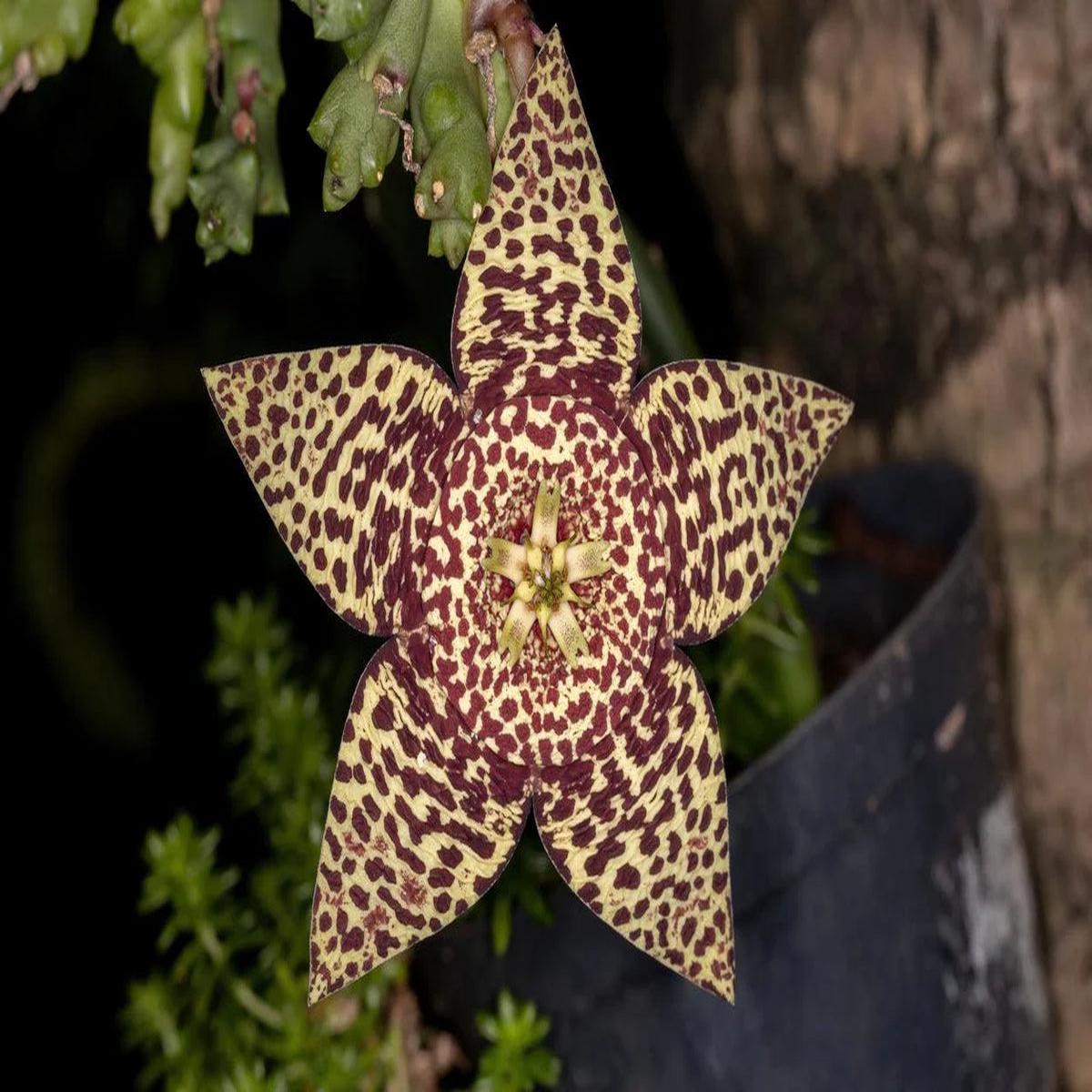 Stapelia Pulchella Flower seeds for Planting Colorful Display Heirloom & GMO Free Seeds for Home Garden
