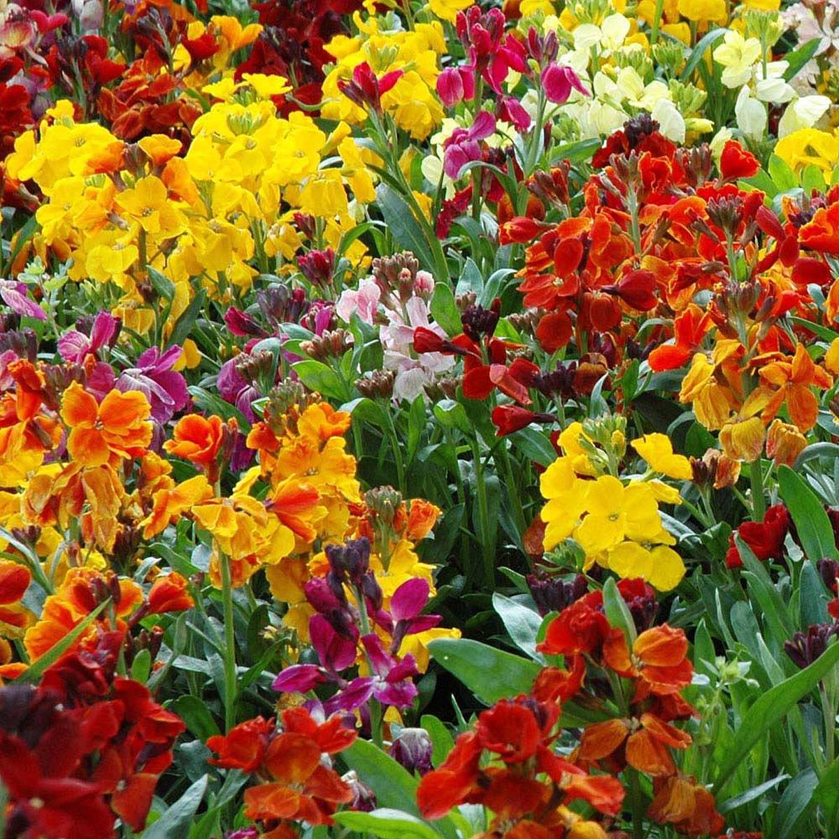 Wallflower Cheiranthus Cheiri Flower Seeds  Heirloom, Non-GMO, High Germination Fragrant Organic Garden Seeds for Planting