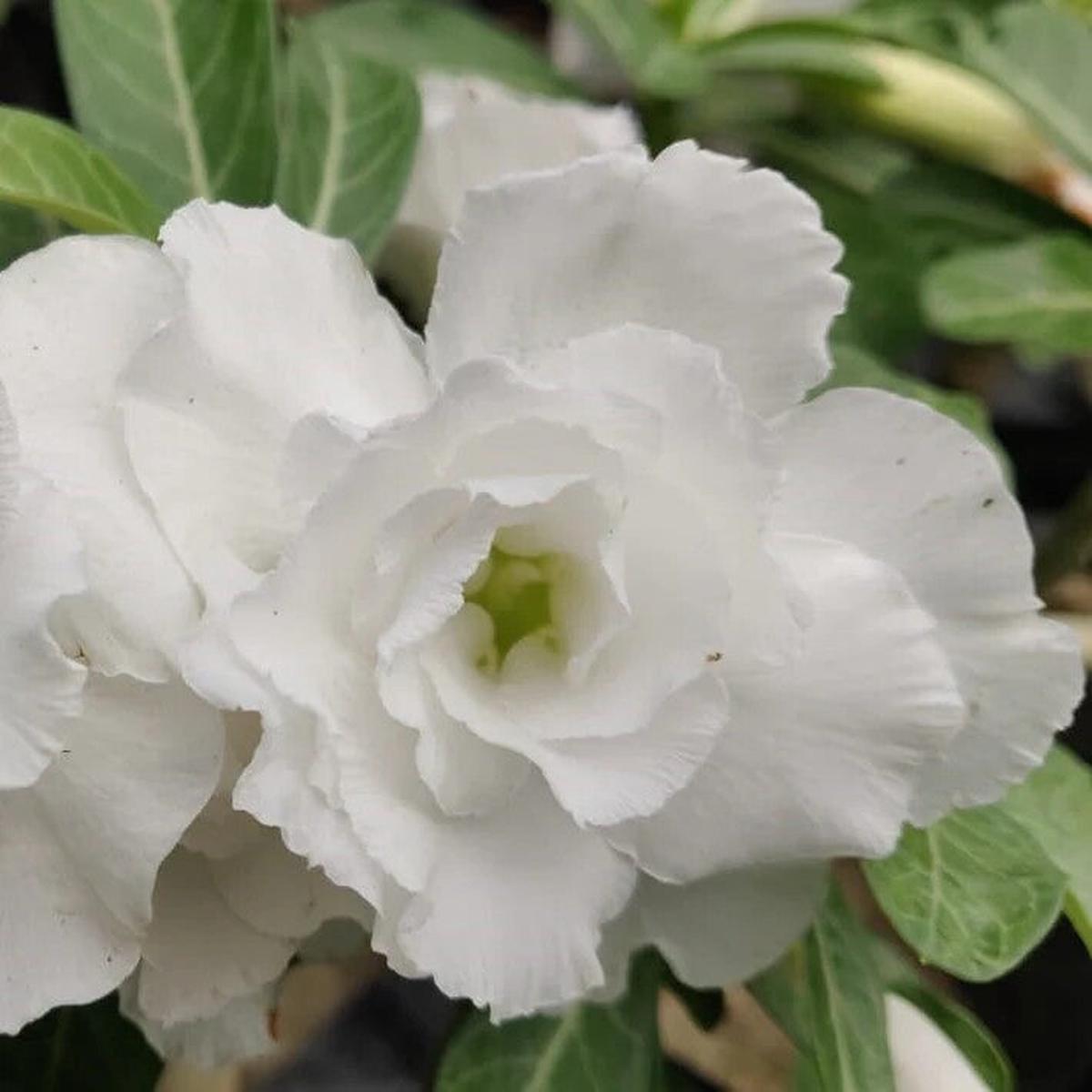 White Adenium Flower Seeds for Planting Heirloom Non-GMO, High Germination Organic Garden Seeds