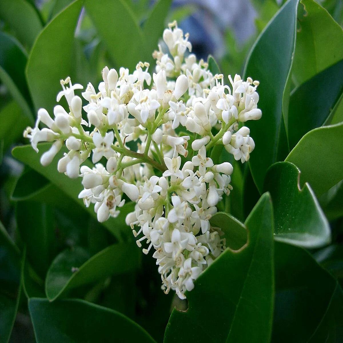 White Ligustrum Flower Seeds for Planting Heirloom Non-GMO, High Germination Organic Garden Seeds