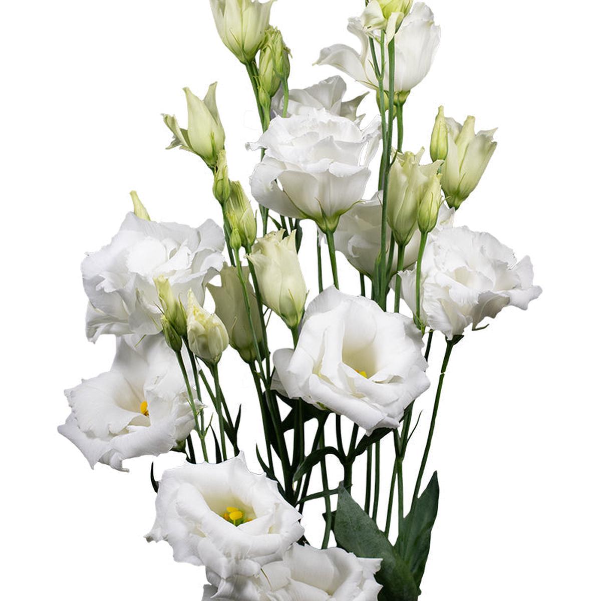White Lisianthus Echo Flower seeds for Planting, Premium Quality Heirloom & GMO Free Seeds for Home Garden