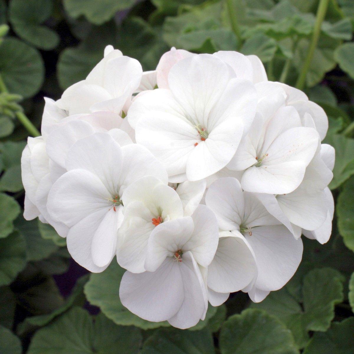 White Pelargonium Flower Seeds  Heirloom & Non-GMO Seeds for Garden Planting
