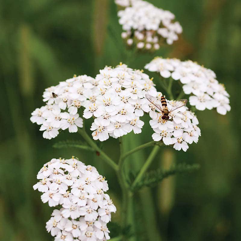 Wildflowers Yarrow