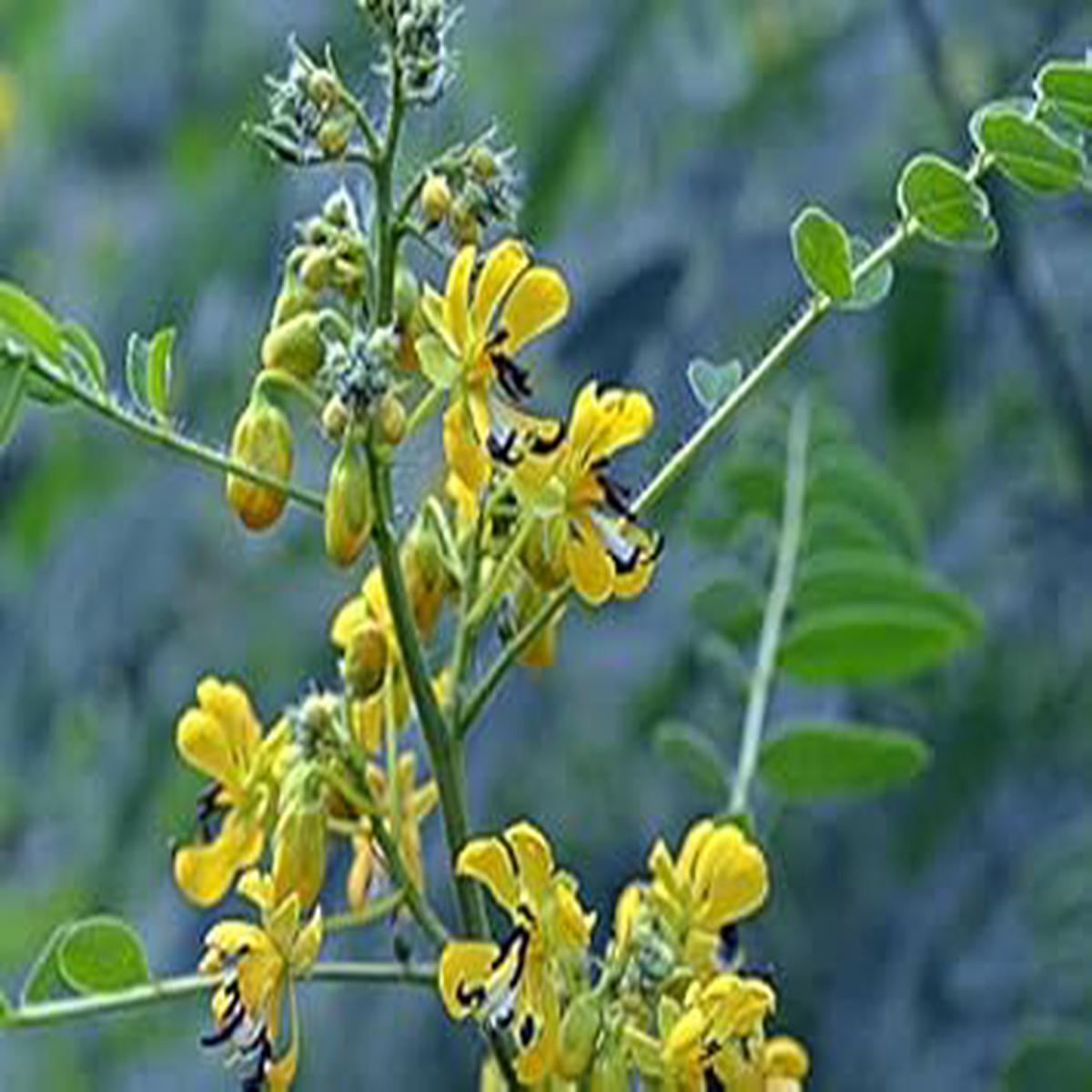 Yellow Senna Flower Seeds for Planting  Non-GMO Organic Garden Seeds, High Germination