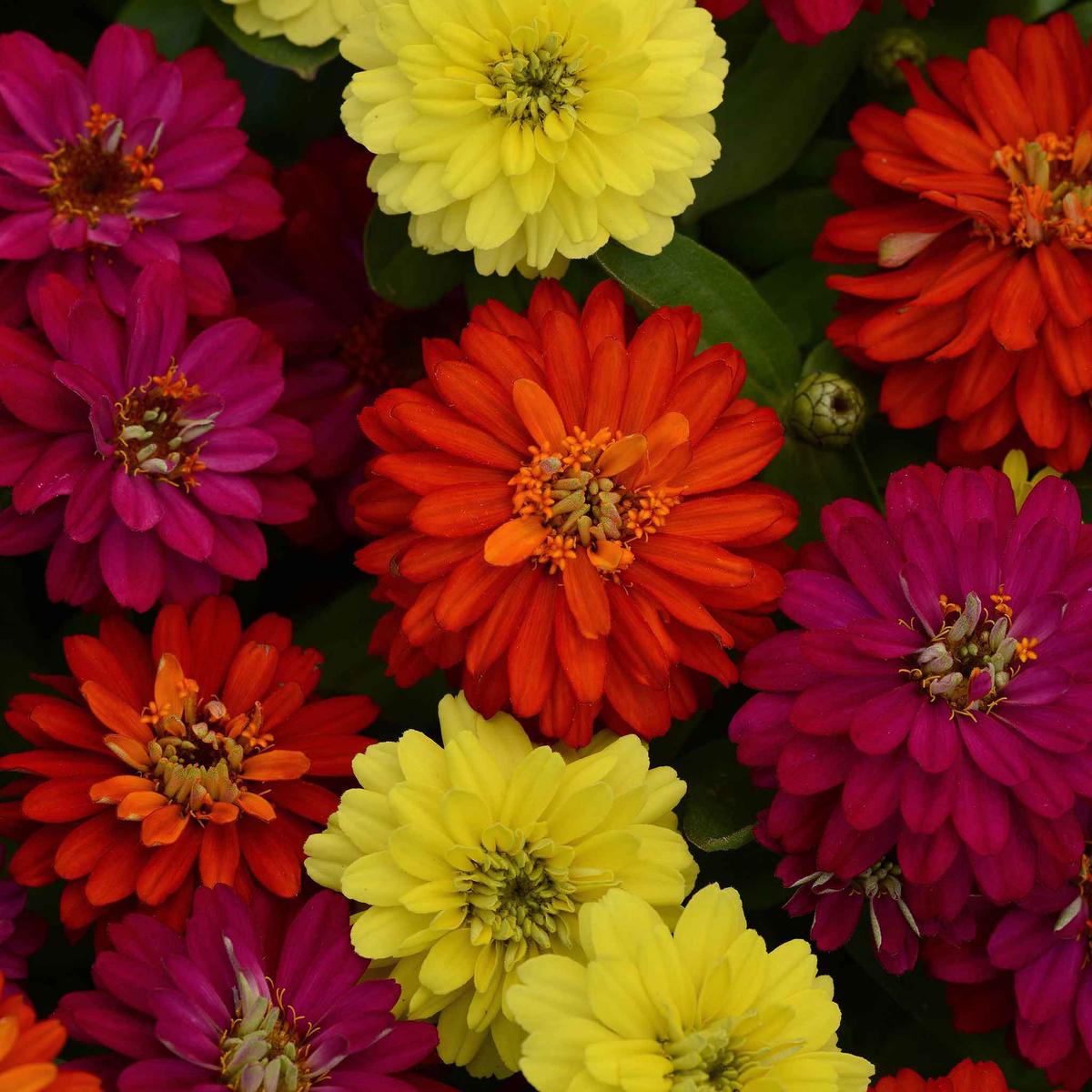 Zinnia Seeds – Zahara Double Mix Brilliant