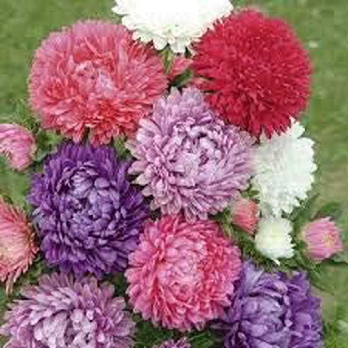 Aster Mixed Color Flower Seeds for Planting Organic, Heirloom, Non-GMO Seeds with High Germination