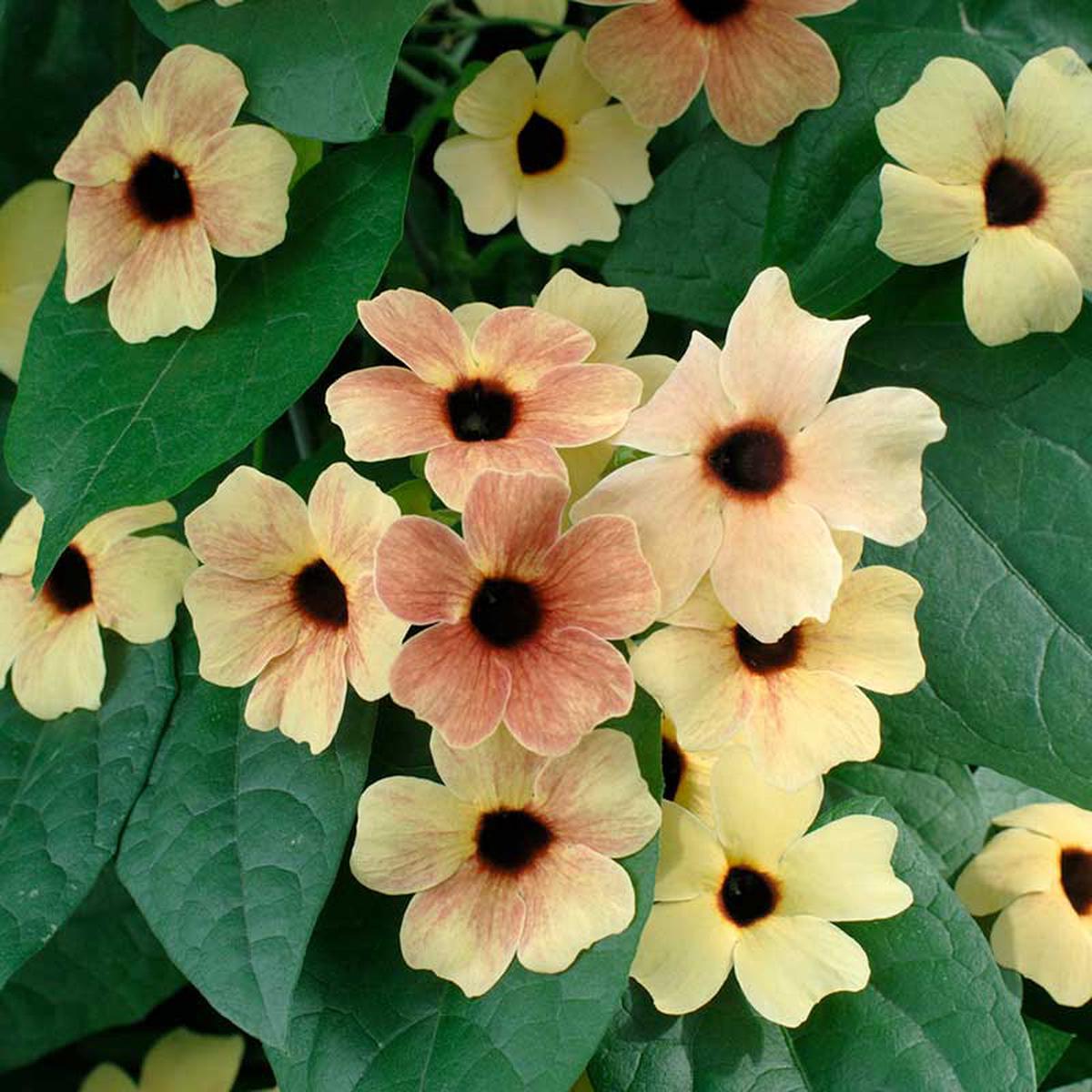 Black Eyed Susan Vine Seeds – African Sunset Mix