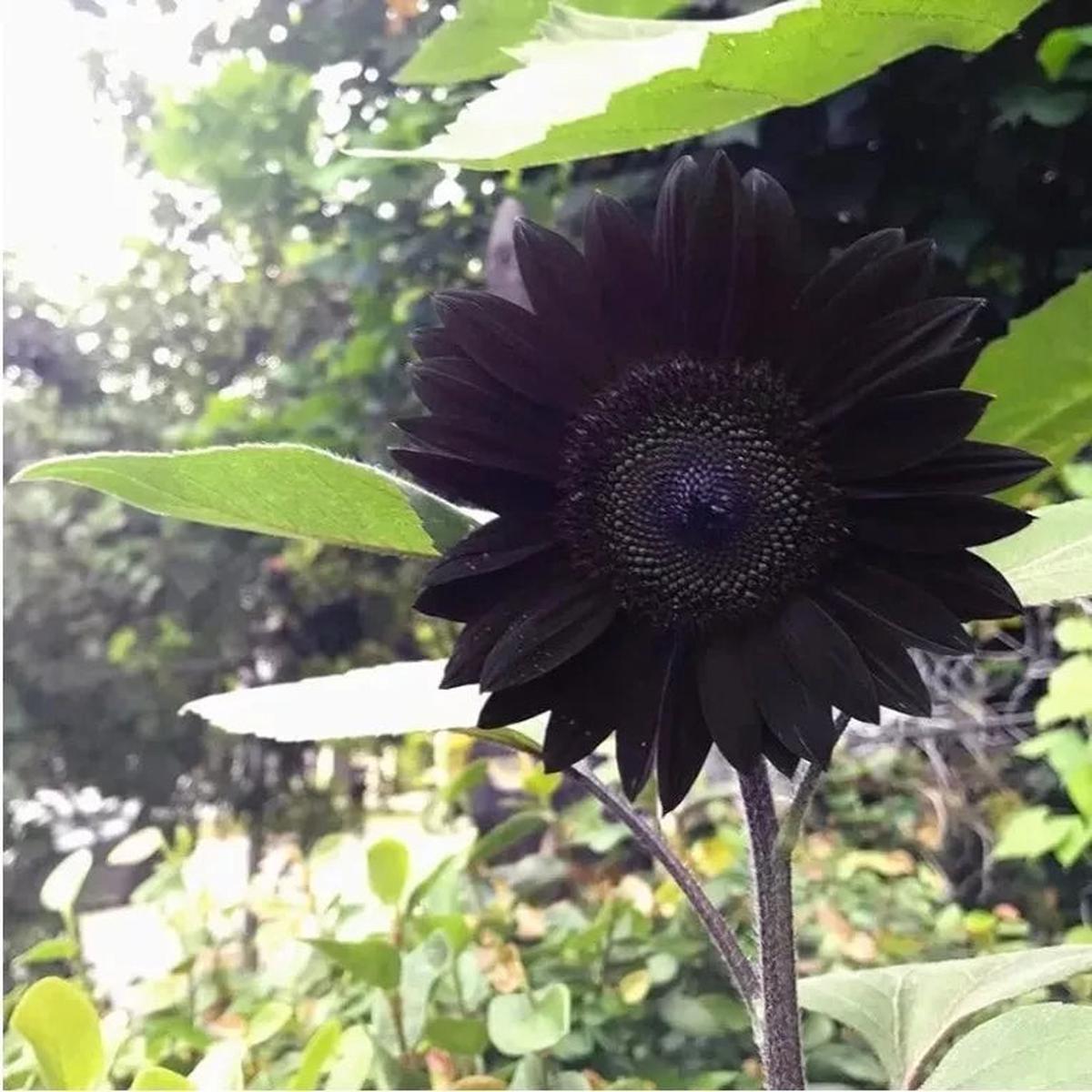 Black Sunflower Flower seeds for Planting – Perfect for Borders, Heirloom & GMO Free Seeds for Home Garden