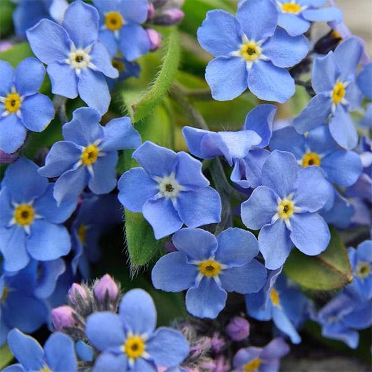 Blue Alpine Forget Me Not Flower Seeds or Heavenly Hybrid – MYOSOTIS ALPESTRIS, Heirloom Non-GMO Seeds for Planting
