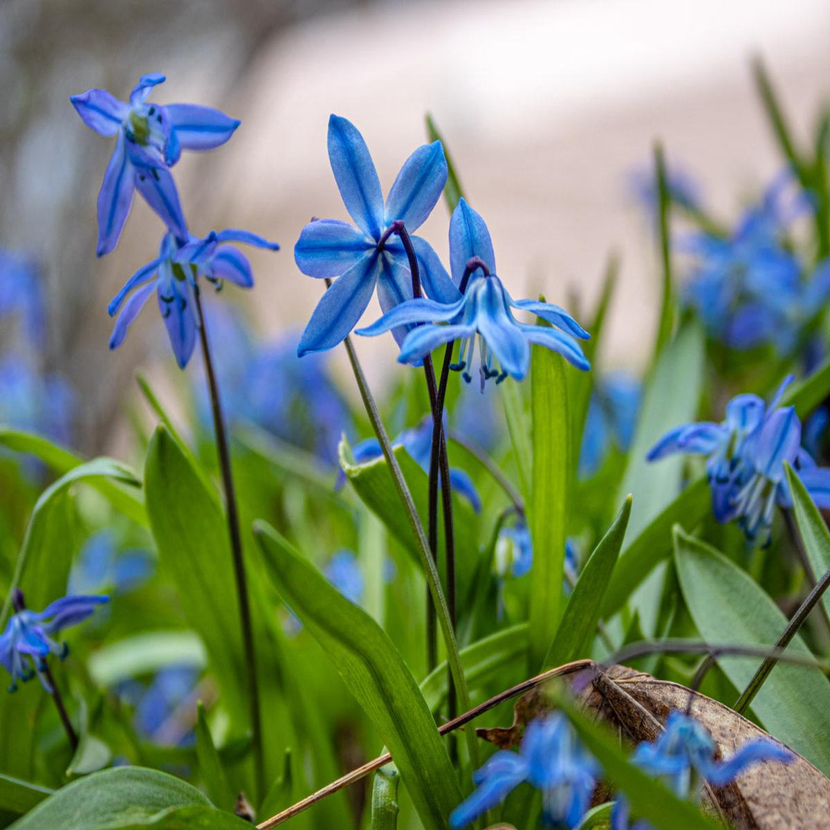 Blue Daffodil Flower Seeds for Planting  Heirloom, Non-GMO, High Germination Organic Garden Seeds