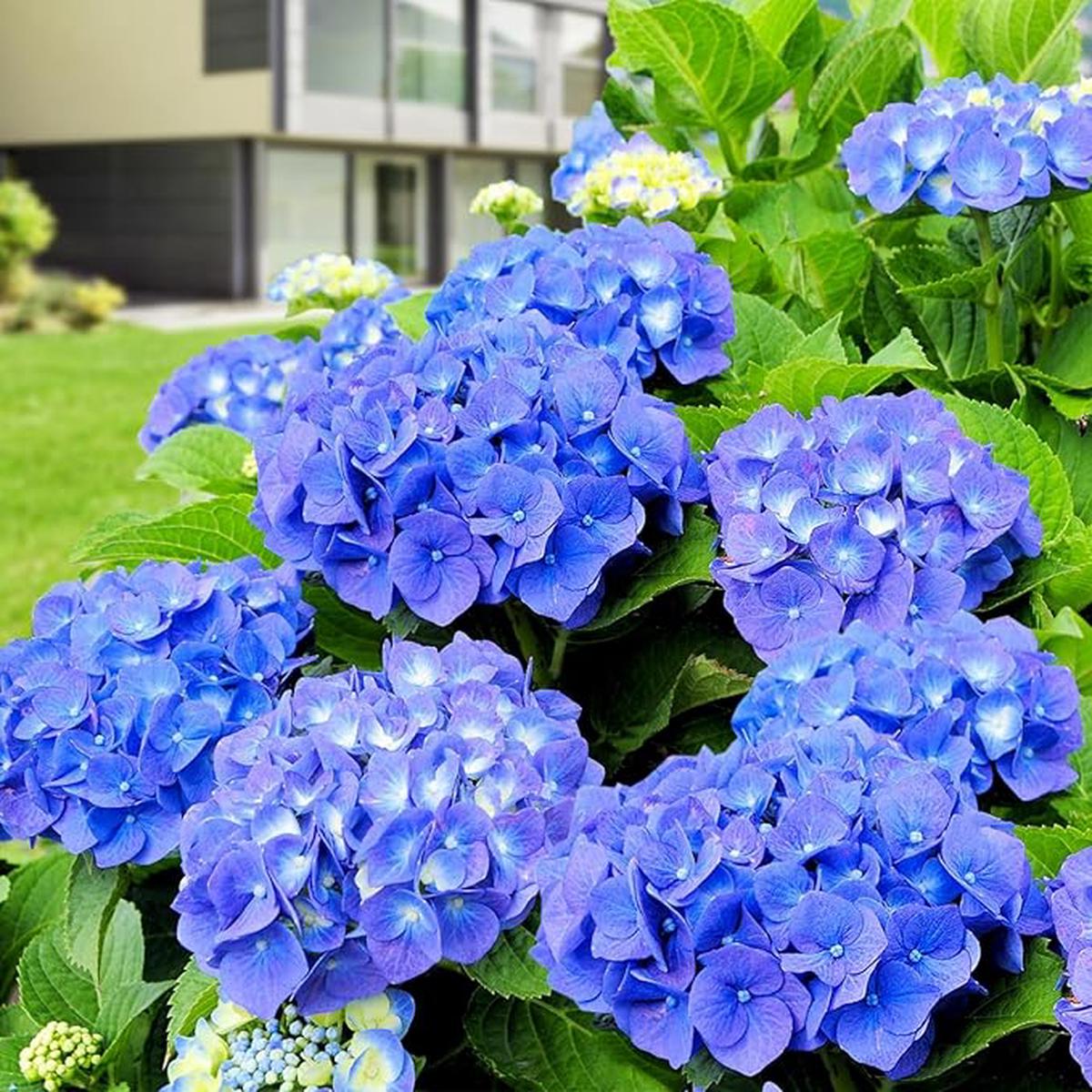 Blue Hydrangea Seeds  Vibrant Garden Blooms