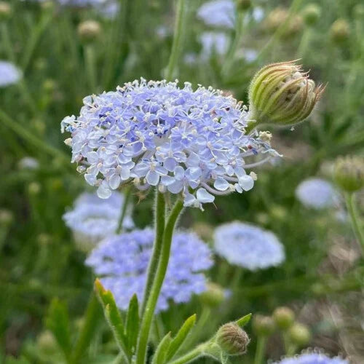 Blue Lace Flower Seeds for Planting  Heirloom, Non-GMO, High Germination Organic Garden Seeds