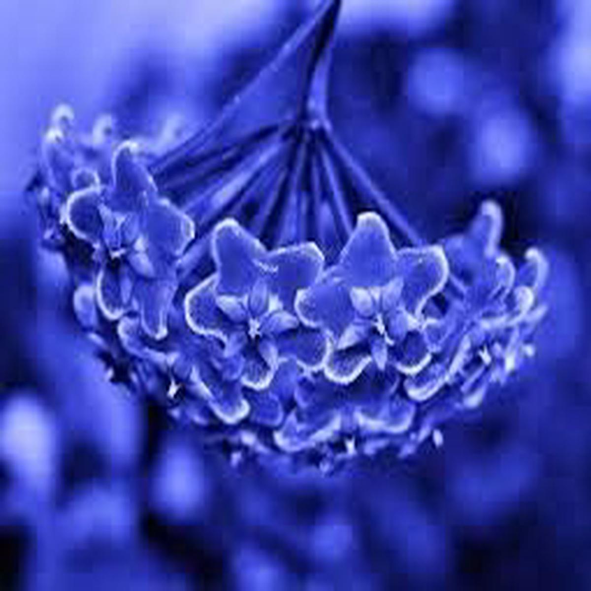 Blue Ranunculus Flower Seeds  Compact Growth, Heirloom, Non-GMO & High Germination Organic Garden Seeds