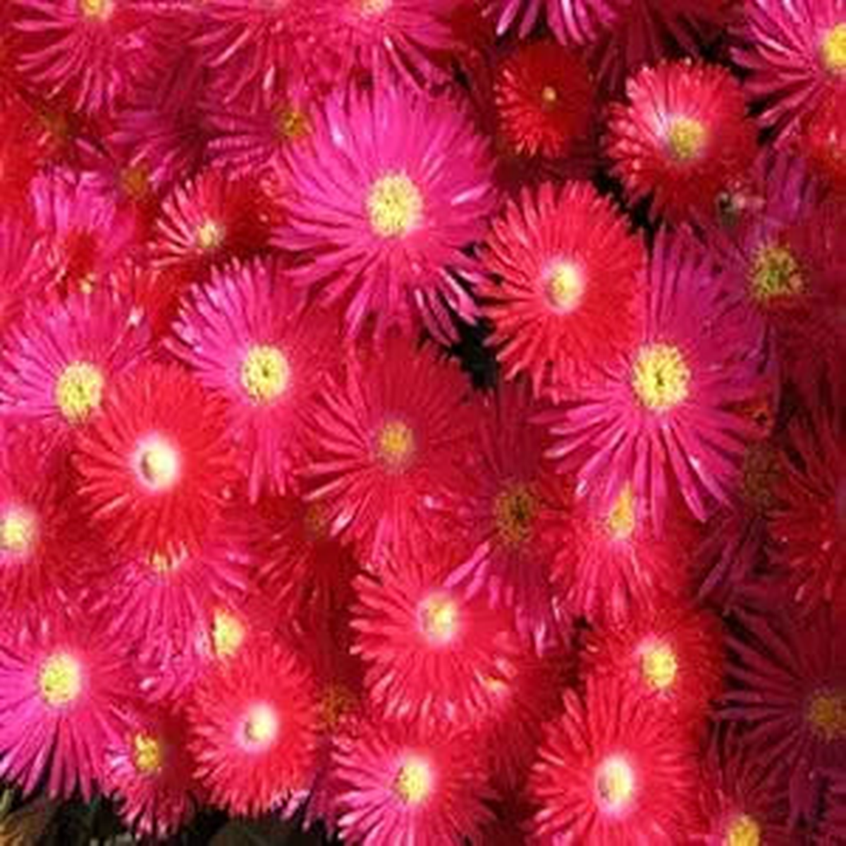 Bright Red Ice Plant Seeds for Planting home garden flower bed