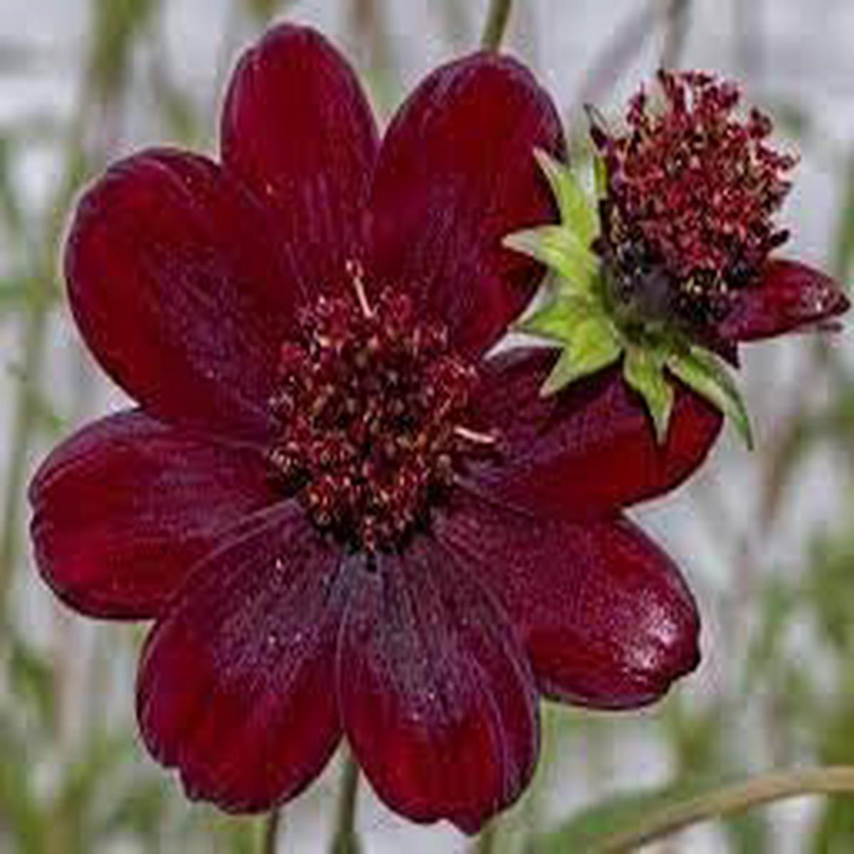 Cosmos Flower seeds for Planting Long Bloom Season Heirloom & GMO Free Seeds for Home Garden