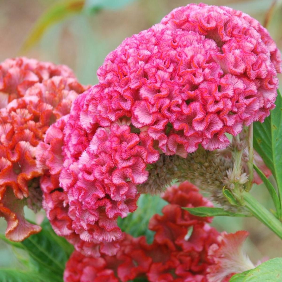 Cristata Flower Seeds  Heirloom Non-GMO Celosia Blooms for Colorful Garden Planting