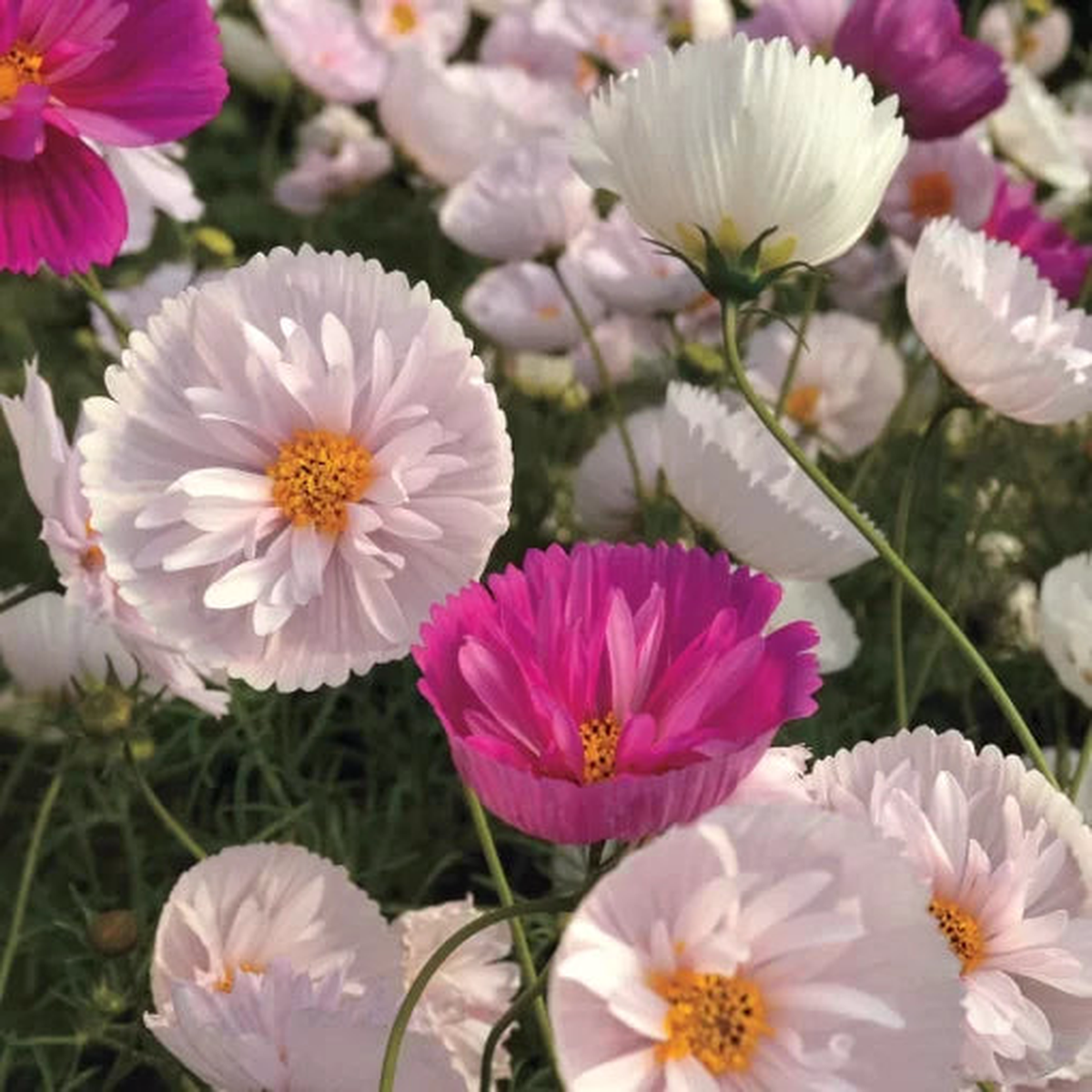 Cupcakes Mix Cosmos Seeds | Pastel Mini Cosmos Blend  Heirloom, Non-GMO, High Germination Organic Garden Seeds