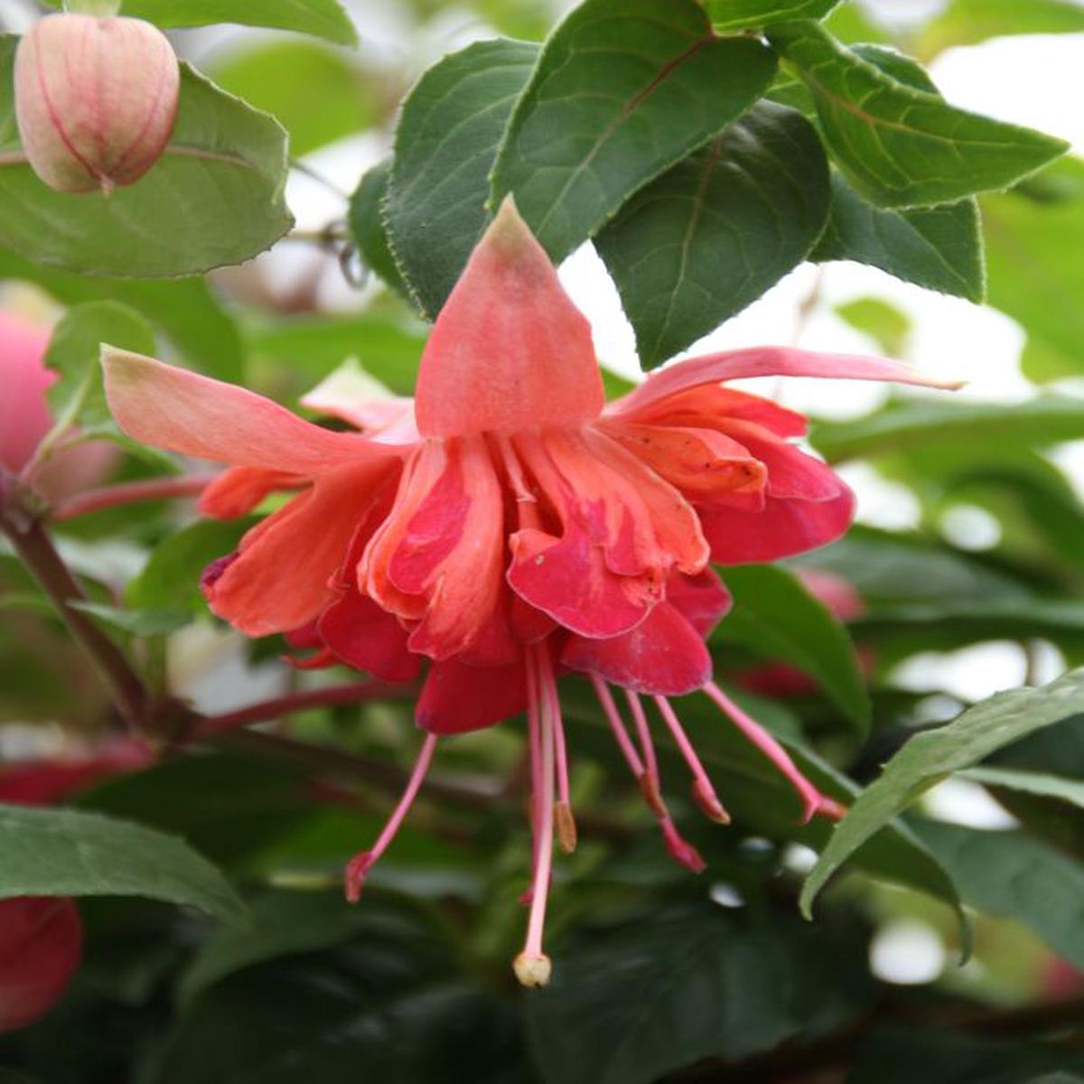 Dark Red Double Fuchsia Flower Seeds for Planting Heirloom Non-GMO Organic Garden Seeds