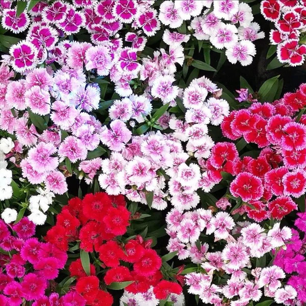 Dianthus Seeds – Mixed Pinks Dianthus