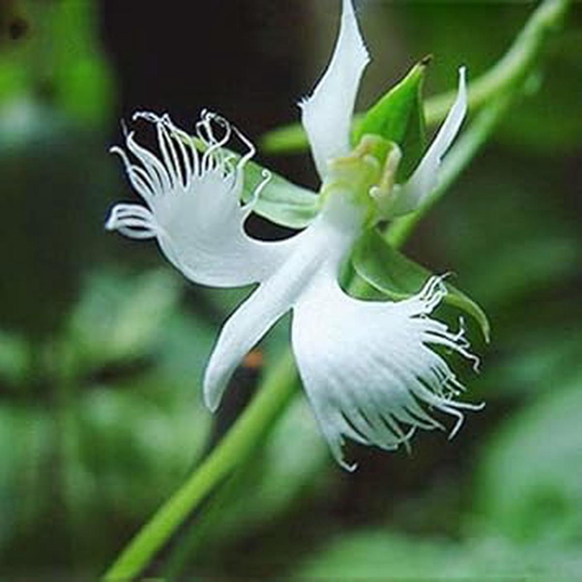 Egret Flower seeds for Planting Cut Flower Favorite Heirloom & GMO Free Seeds for Home Garden