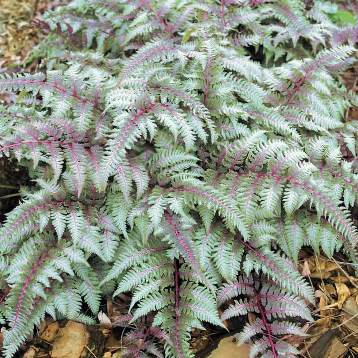 Fern Grey Plant Seeds for Planting Heirloom Non-GMO High Germination Organic Garden Seeds