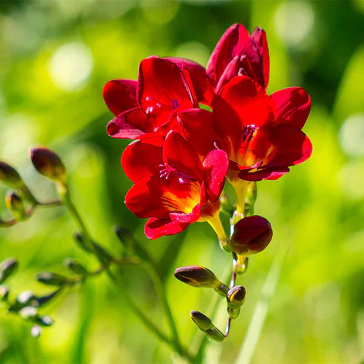 Freesia Flower seeds for Planting – Fragrant Blossoms, Heirloom & GMO Free Seeds for Home Garden