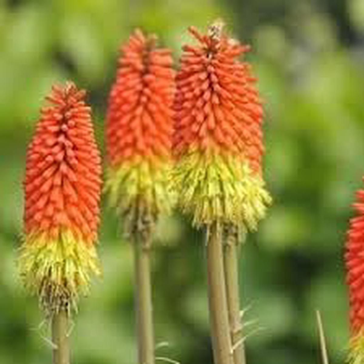 Fresh Caulescens Flower Seeds for Planting – 100