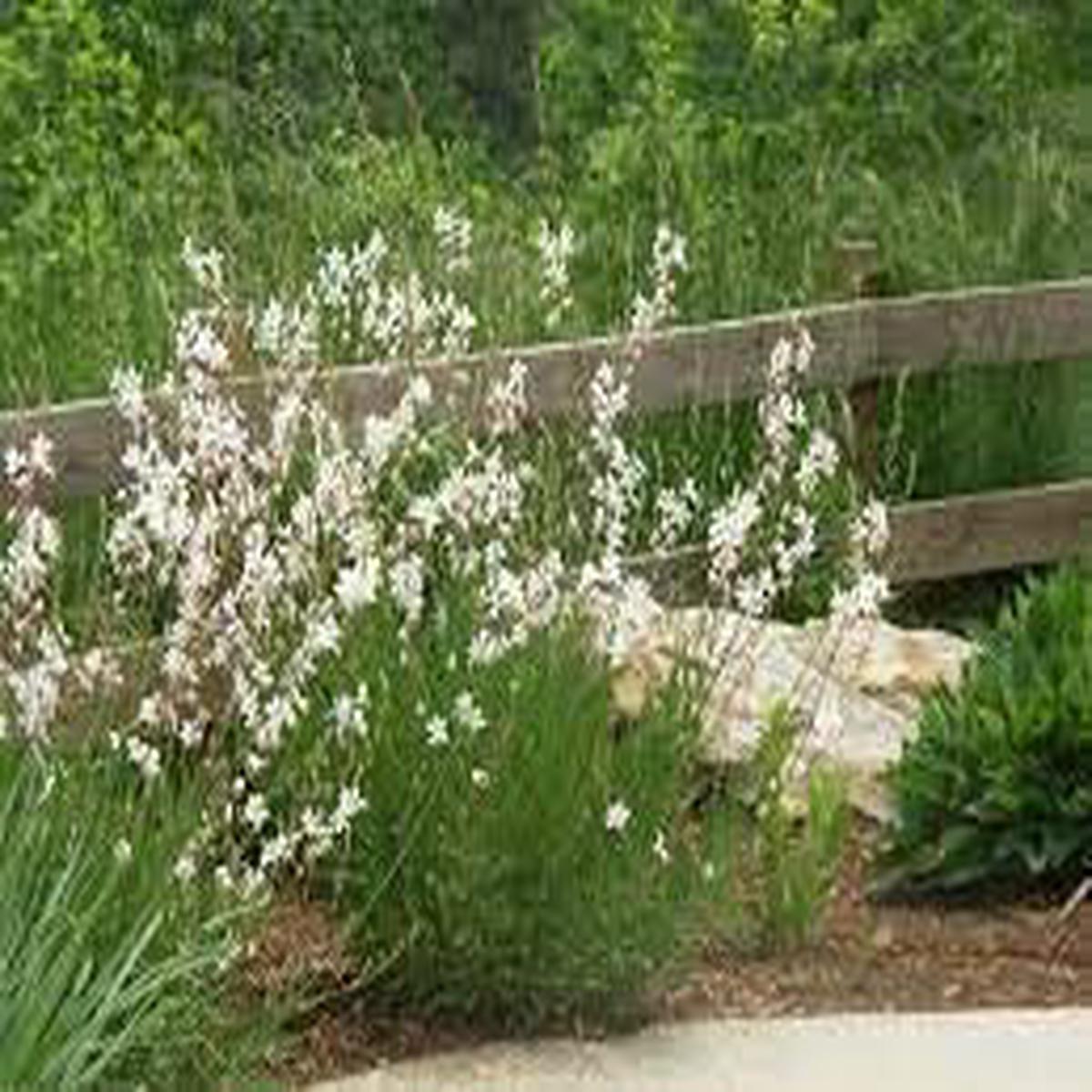 Gaura Flower seeds for Planting Easy to Grow Heirloom & GMO Free Seeds for Home Garden