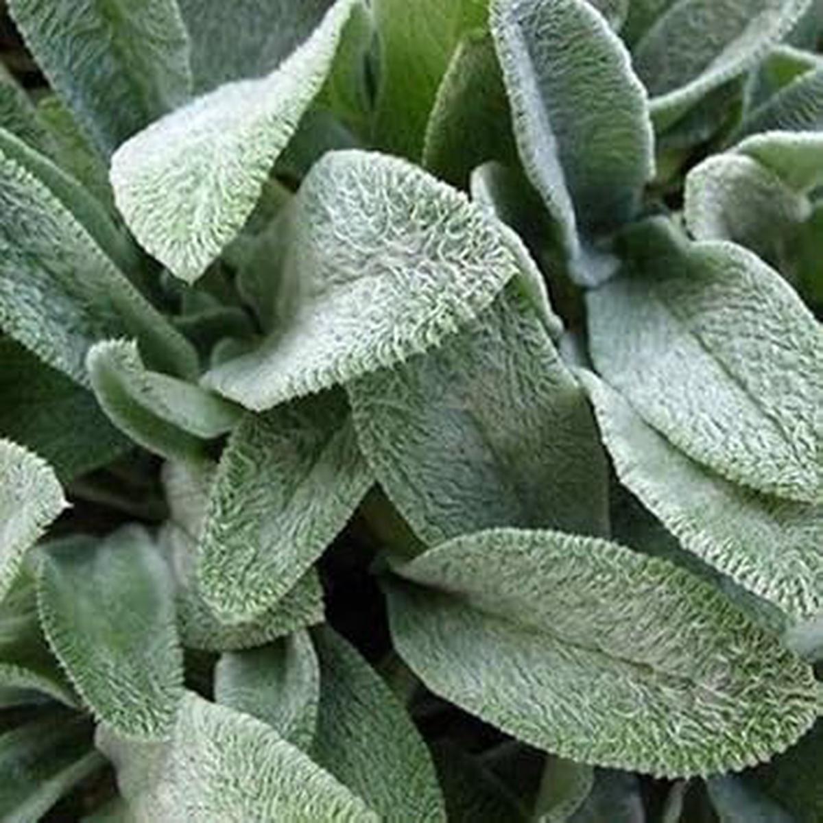 Green Lambs Ear Flower seeds for Planting – Shade Tolerant, Heirloom & GMO Free Seeds for Home Garden