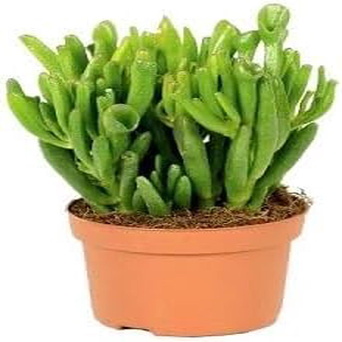 Green Ovata Crassula – Heirloom, Non – Gmo Seeds