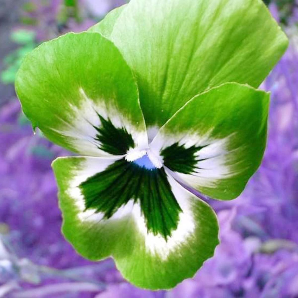 Green Pansy Flower Seeds for Planting  Heirloom, Non-GMO, High Germination Garden Favorite
