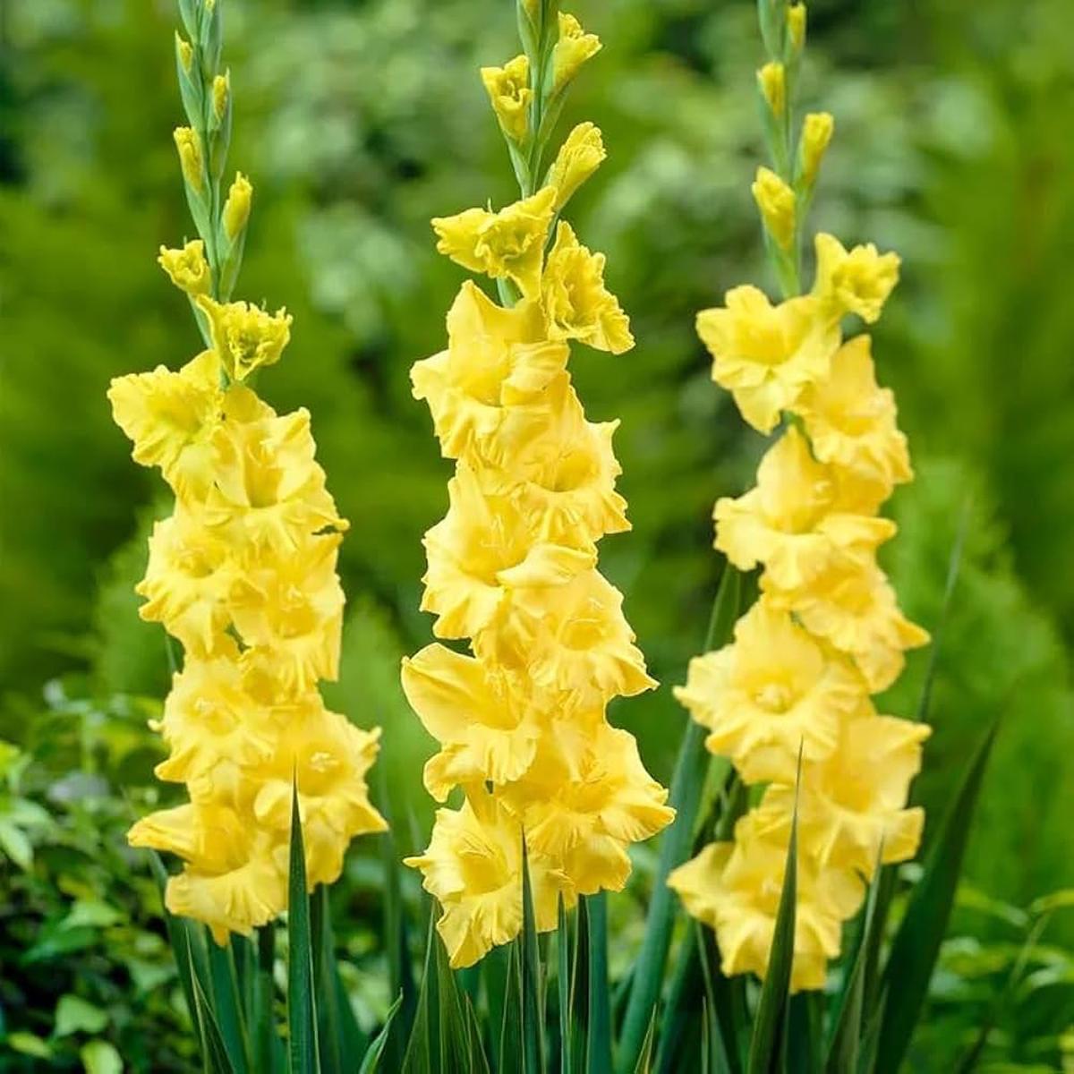 Heirloom Fresh Yellow Gladiolus Flower Seeds for Planting Non-GMO, High Germination Organic Garden Seeds