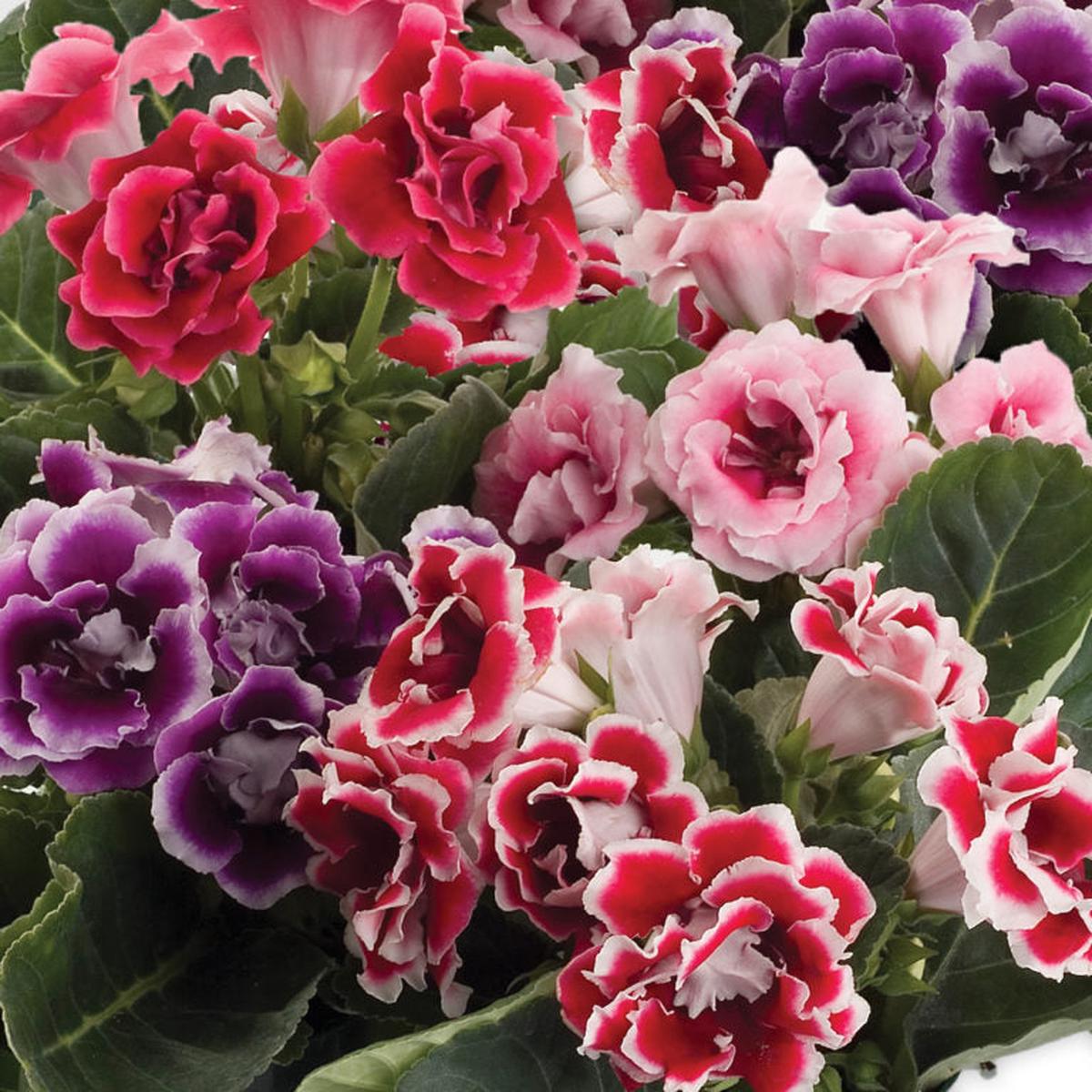Heirloom Mixed Gloxinia Flower Seeds for Planting  Non-GMO Tropical Indoor Blooms, Organic Garden Seeds