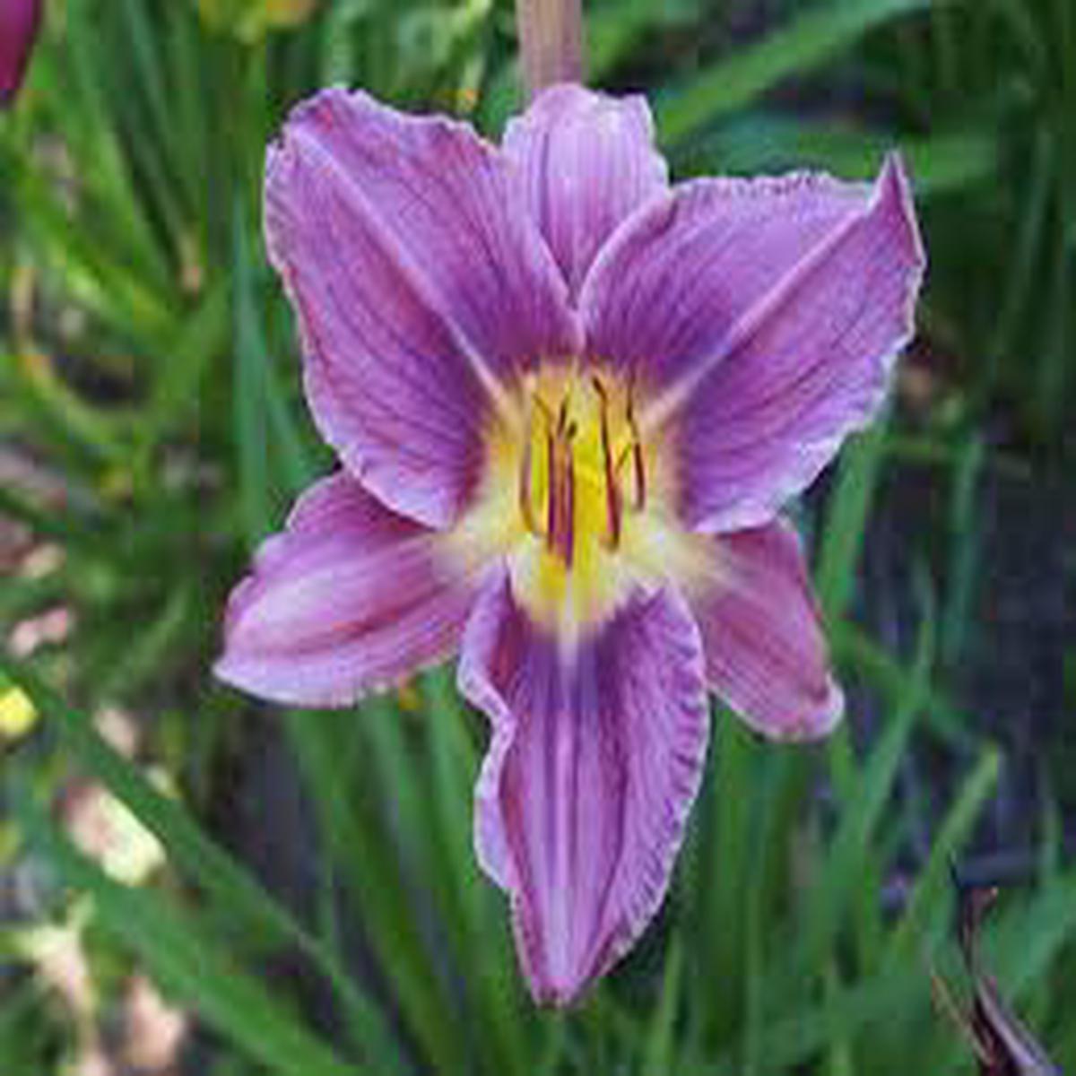 Heirloom Non-GMO Blue Hemerocallis Flower Seeds for Long-Blooming Perennial Garden Planting