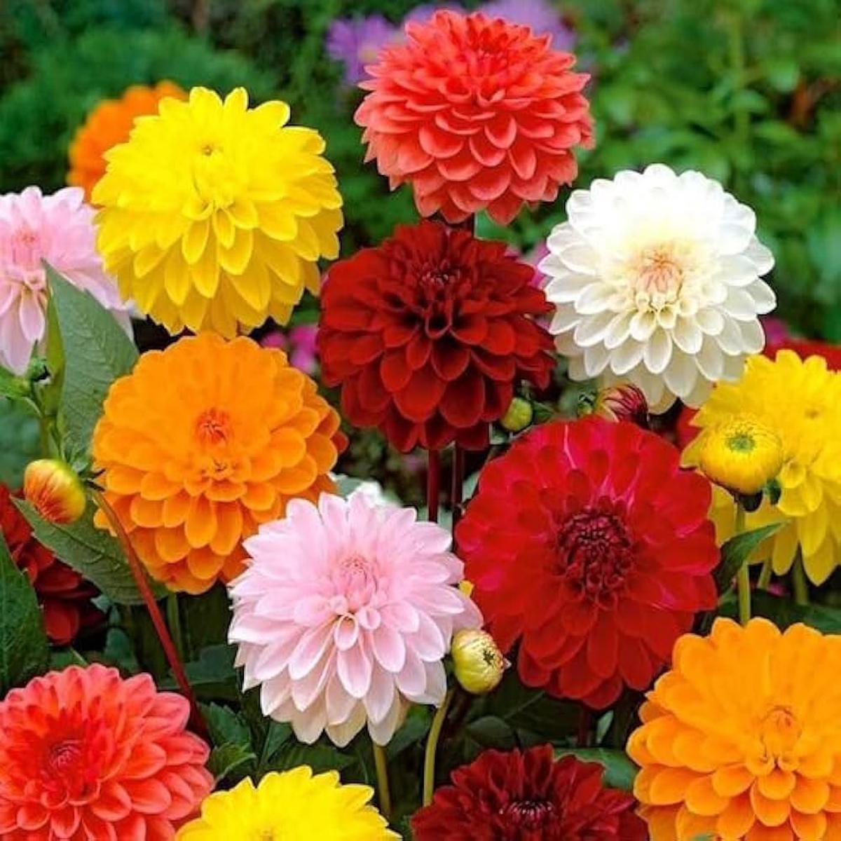 Heirloom Non-GMO Mix Dahlia Fantasy Flower Seeds for Planting  Vibrant Blooms for Decorative Gardens
