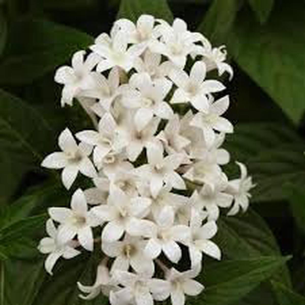 Heirloom Non-GMO Pelleted Flower Seeds for Planting  Easy-Sow Ornamental Garden Blooms