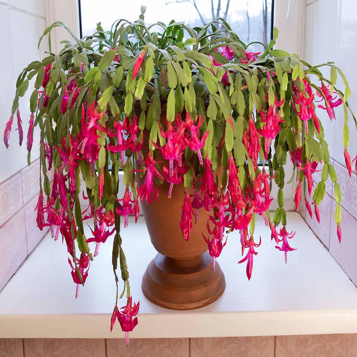 Heirloom Non-GMO Schlumbergera Flower Seeds for Planting  Ideal for Balcony Pots